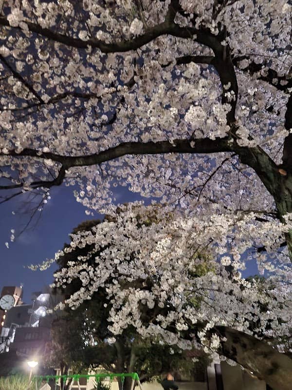Tōnoyama Park - Image 2