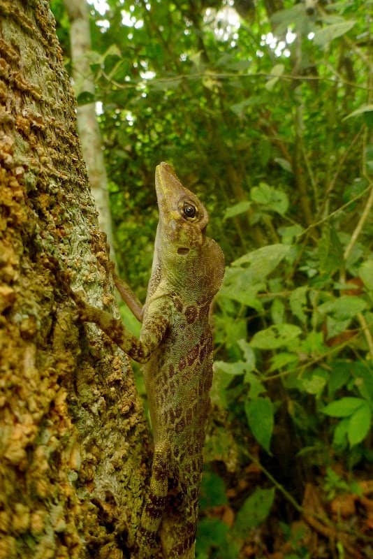 Jama-Coaque Ecological Reserve - Image 3