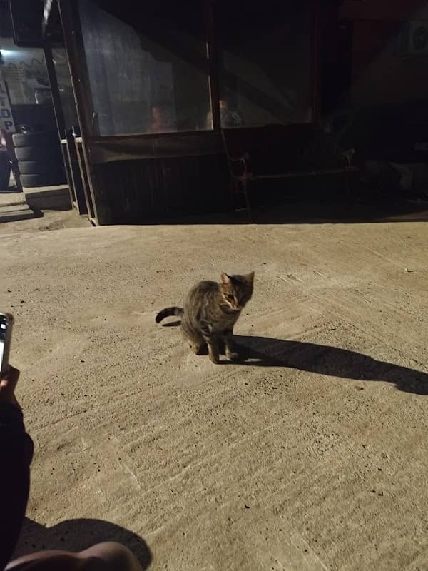 Pet the cat - Image 1