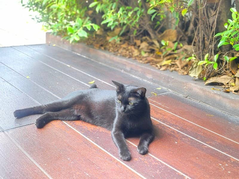 คนสวย The Beautiful Cat - Image 2
