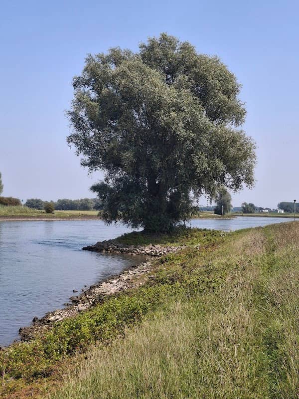 Tree of life - Image 1