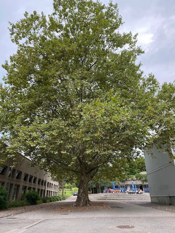 Philémon Tree of Burier - Image 1