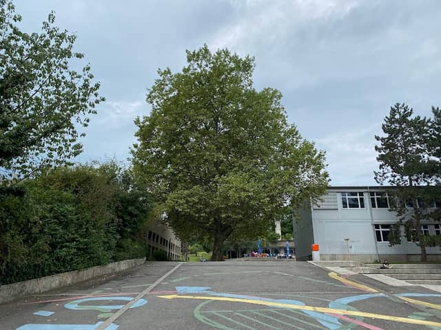 Philémon Tree of Burier - Image 2