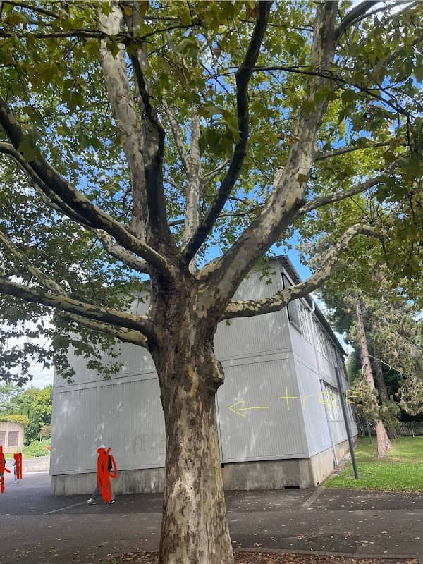 Philémon Tree of Burier - Image 3