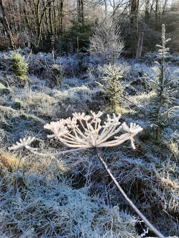 Sheffield Woods - Image 1