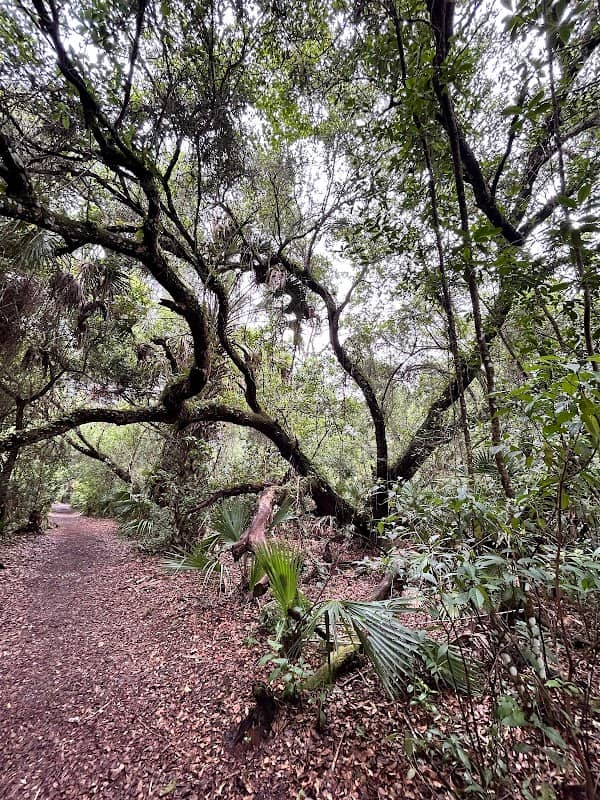 Weldon B. Lewis Park / Ancient Oaks Preserve - Image 2