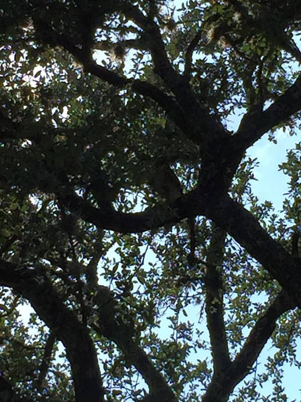 Briarcliff Park - Image 1
