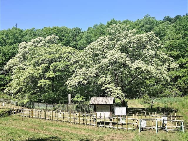 Chinese Fringe Trees Natural Habitat - Image 1