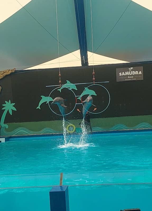 Dolphin show - Image 2