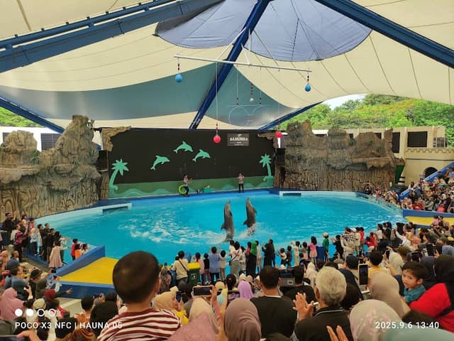 Dolphin show - Image 1