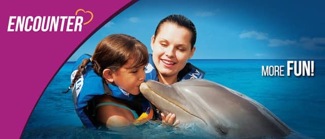 Bahamas Dolphin Adventure - Image 1