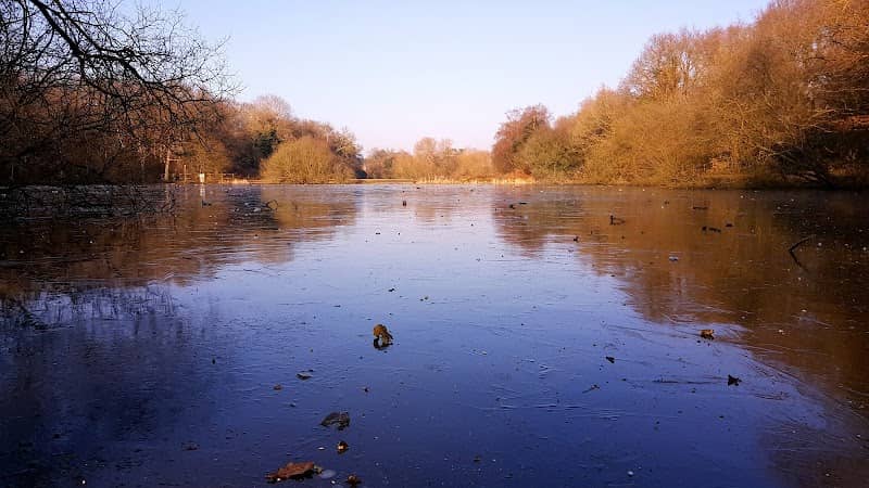 Epsom Common - Image 2