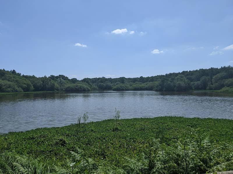 Epsom Common - Image 1