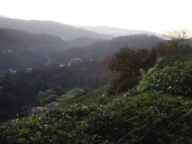Cami - Image 1