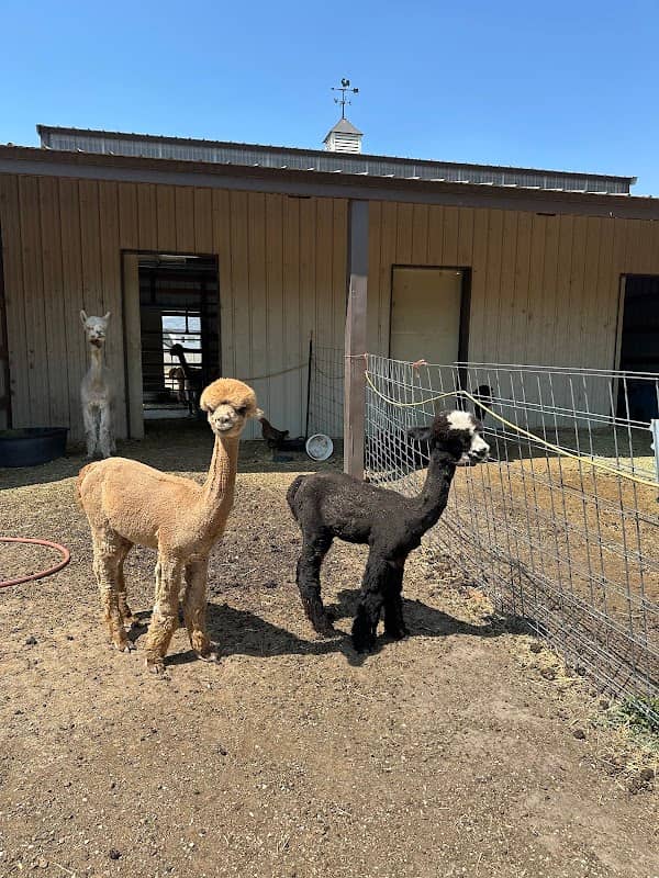 Wasatch Back Alpacas - Image 2