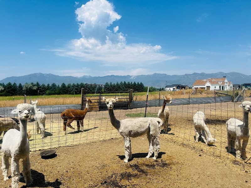 Wasatch Back Alpacas - Image 1