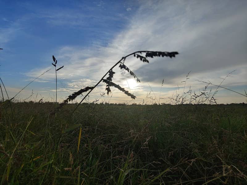 Pole Dlya Bobovykh Rasteniy - Image 1