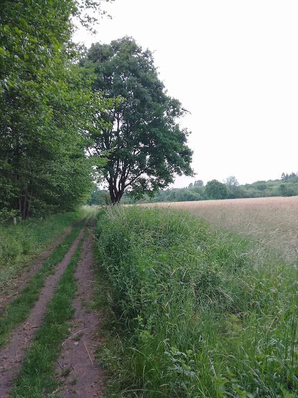 Rieselfelder Nature Reserve - Image 3