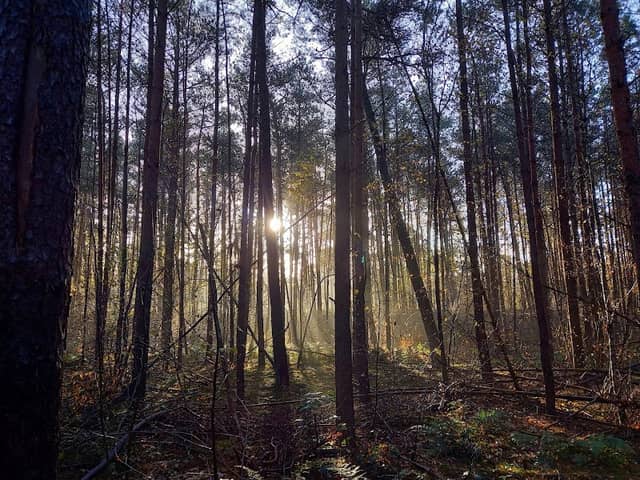 Panbos Zandheuvel - Image 2