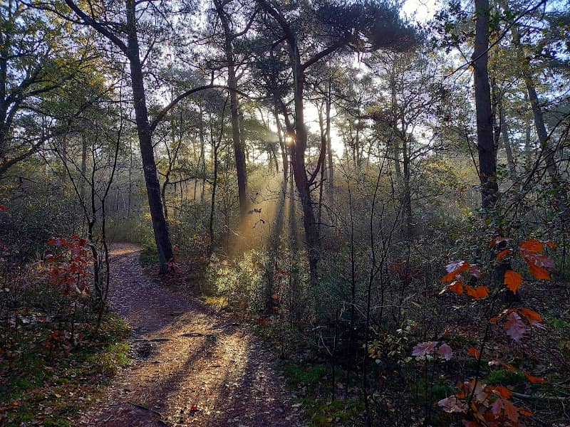 Panbos Zandheuvel - Image 1