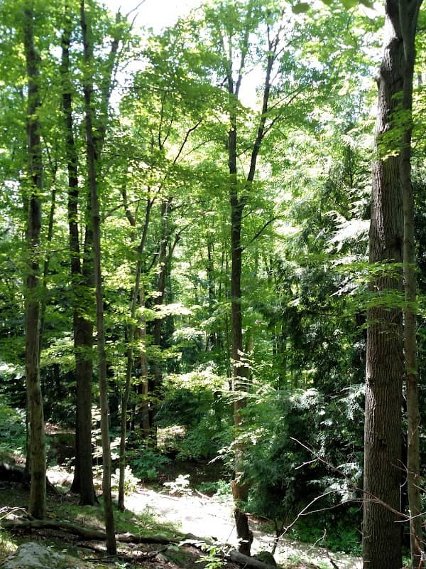 Darrow Road Park - Image 2
