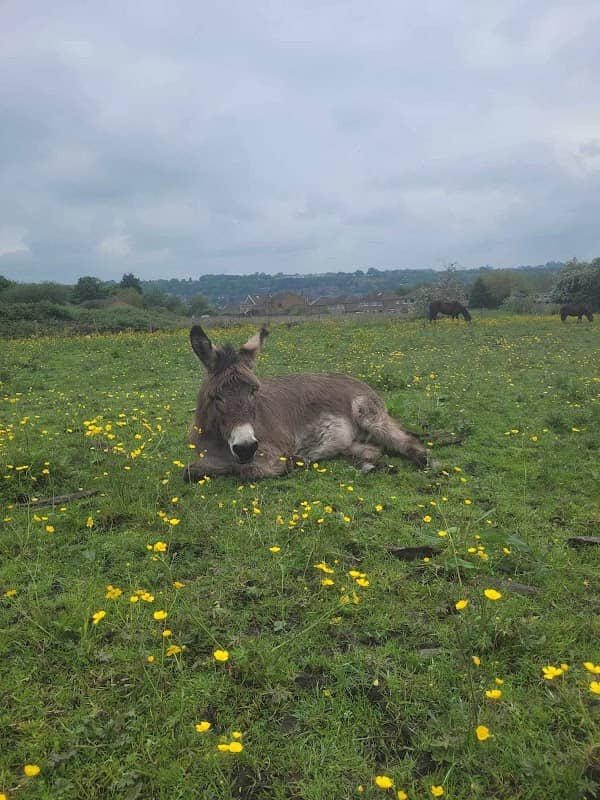 Huddersfield Horse & Donkey Rescue - Image 2