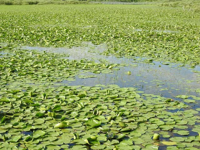 Upper Canada Migratory Bird Sanctuary - Image 2