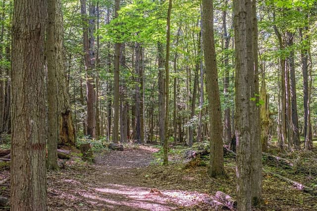 Upper Canada Migratory Bird Sanctuary - Image 3