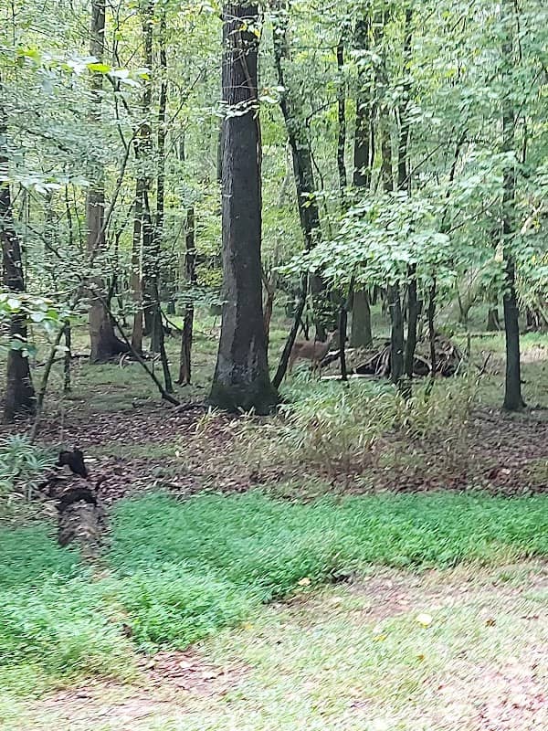 Flat Creek Nature Area - Image 1