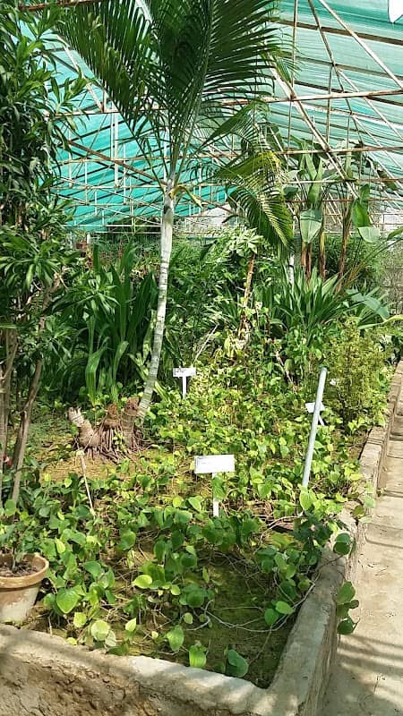 Tropical Rainforest house - Image 3