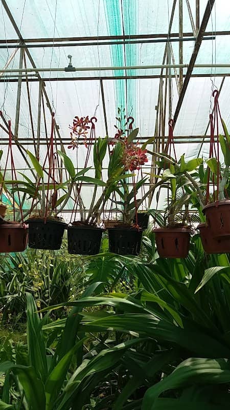 Tropical Rainforest house - Image 1