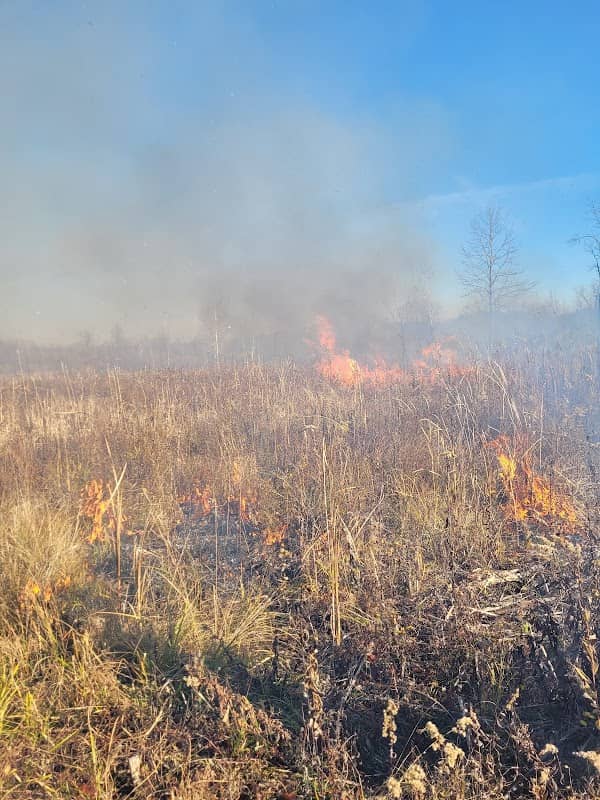 Springfield Fen Nature Preserve - Image 2