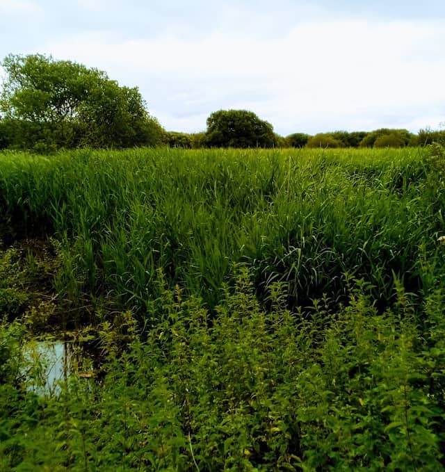 Gwernydd Penbre - Image 2