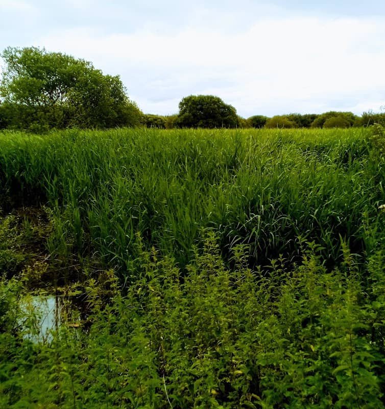 Gwernydd Penbre - Image 2