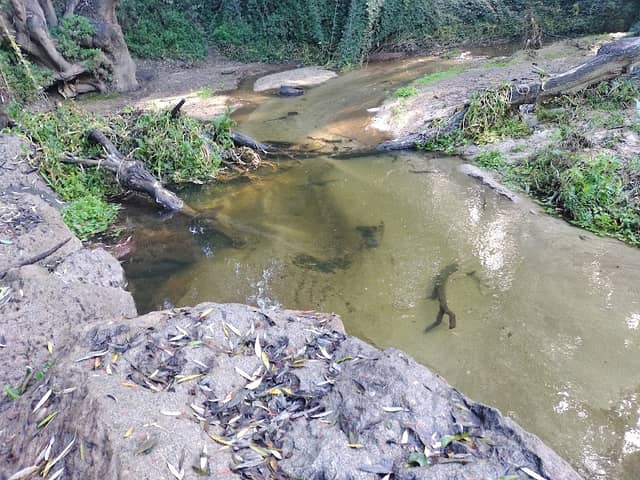 Humedal Estero Quilpué - Image 1