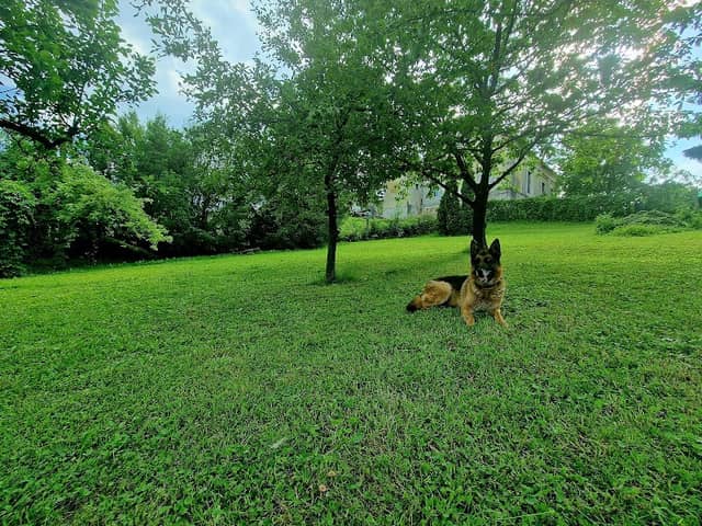 Home Garden - Image 2