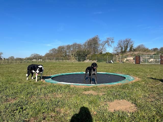 Warren Dog Park - Image 2