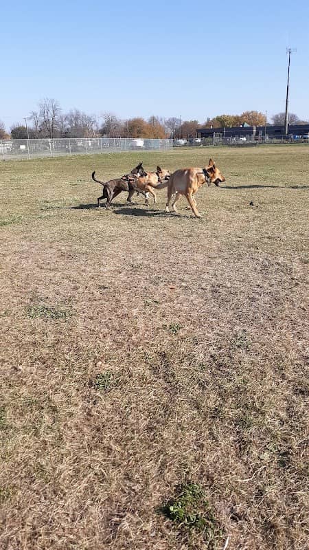 Neenah Dog Park - Image 1