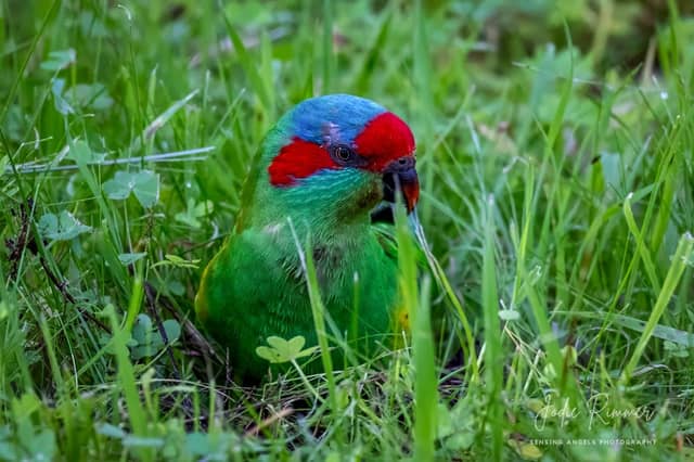 Kingfisher Reserve - Image 2
