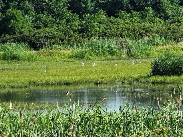 Donald Thompson Wetland - Image 1