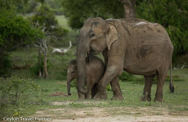 Yala Safari Jeep Service - Image 1