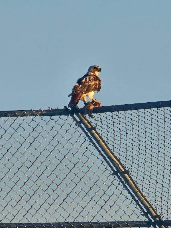 Veterans Park, Bolingbrook Park District - Image 2