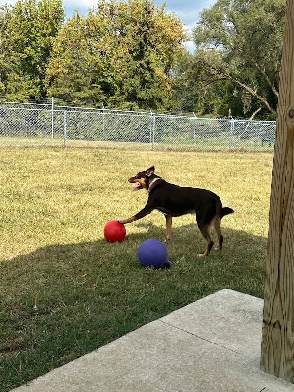 City of Chelsea Dog Park - Image 1