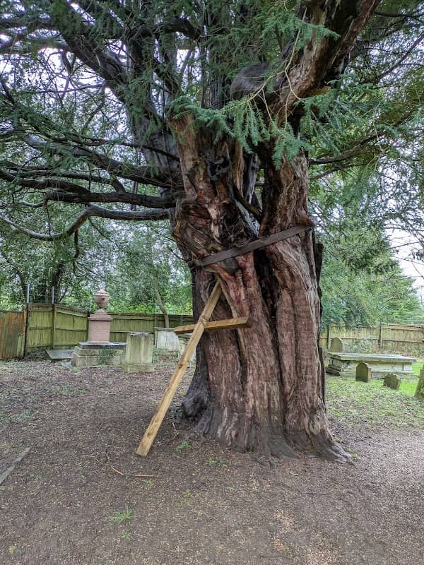 St Michael's Ancient Yew, Sunninghill - Image 1