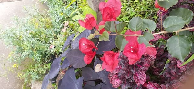 Jardín Mary - Image 1