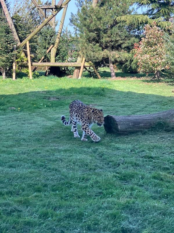 Giraffe Enclosure - Image 1