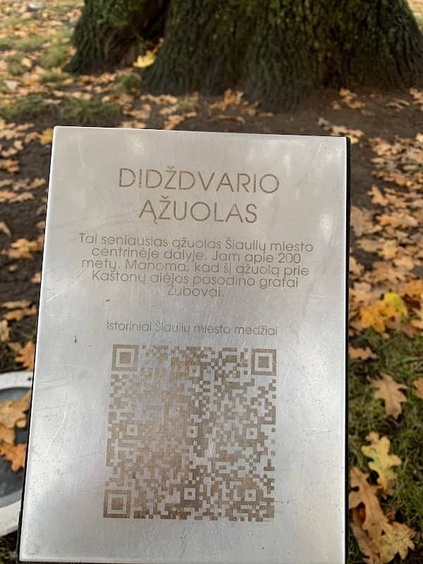 Didždvario ąžuolas - Image 1