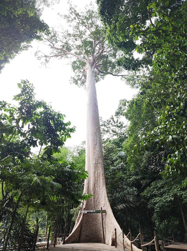 Koompassia Excelsa Tualang Tree, Tahan Crocker, Pahang. - Image 1