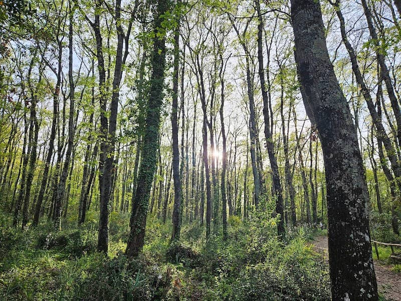 Sentiero Bosco di San Celso - Image 1