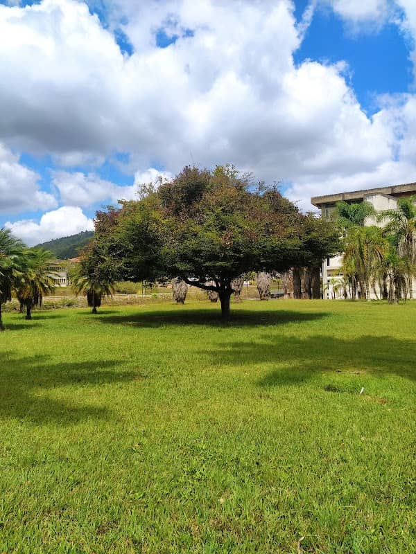 Árbol del Dalái Lama - Image 1